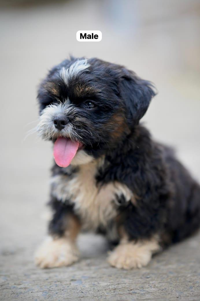 Buy lovable Lhasa Apso Puppy from Bangalore